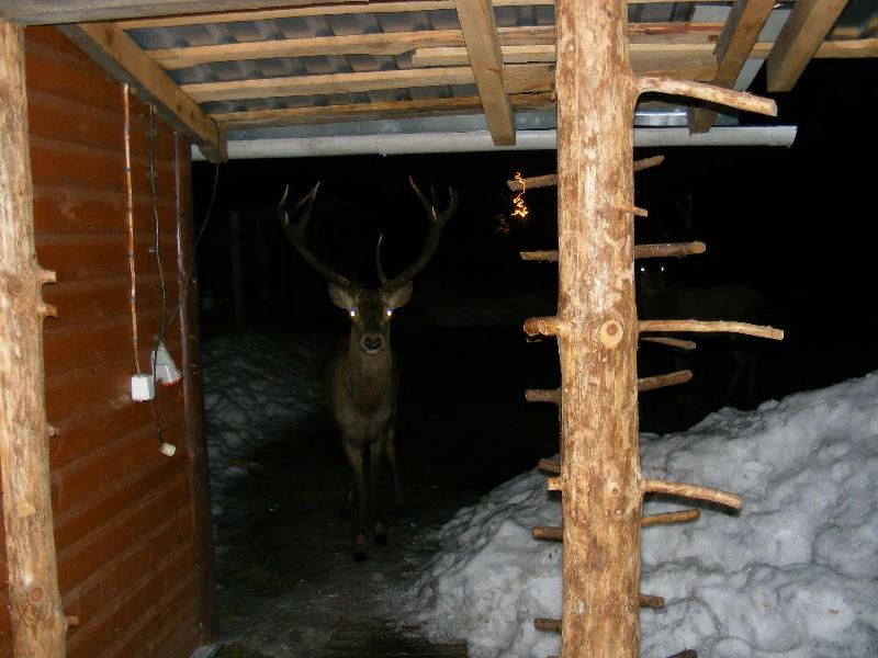 Appartement Olsik à Białowieża Extérieur photo